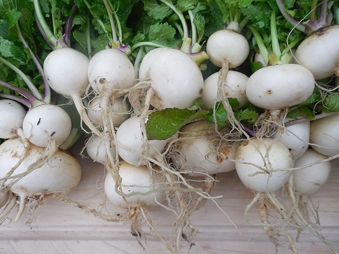 White Egg Turnip Seeds 100 Count, COOL BEANS N SPROUTS Brand. Heirloom. Non-GMO. Home Gardening.