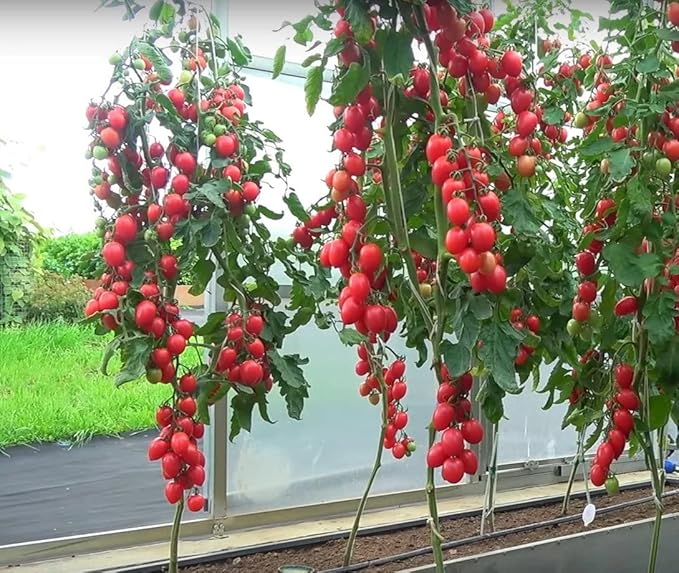 Seeds Vine Tomato - Giant - Heirloom Vegetable - GMO Free