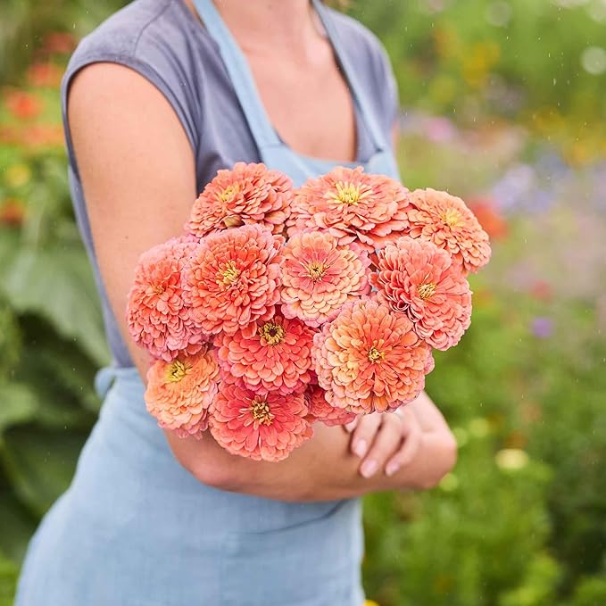 Eden Brothers Zinnia Seeds - Benary Giant Salmon Rose