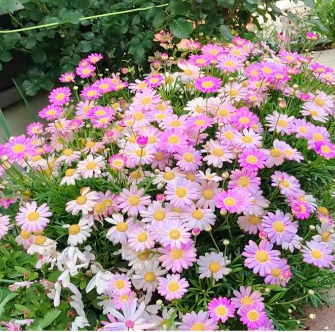 1900+ Mix Pyrethrum Seeds - Multi-Color Insect-Repelling Flowers, Practical Plants for Gardens & Balconies, Easy to Sow with High Survival Rate