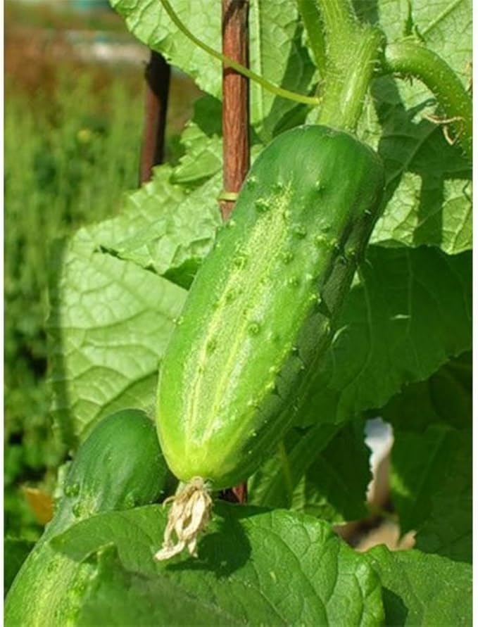 Seeds Cucumber Lyalyuk Little Mini Pickling Heirloom Vegetable for Planting Non GMO