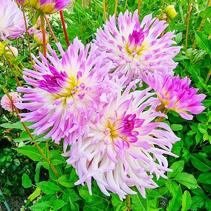 300+ Mix Dahlia Seeds to Plant - Exotic Varieties, Mixed Colors, Non-GMO, Ideal for Home Gardens