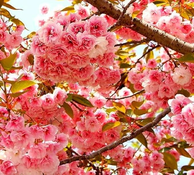 50 Japanese Cherry Blossom Seeds Rare Fast Hardy Flower Sakura Bonsai