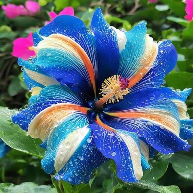 Hibiscus Flower Seeds for Planting - 200+ Hibiscus Seeds Perennial Giant Flower Non-GMO Heirloom Tropical Potted Plants Seeds