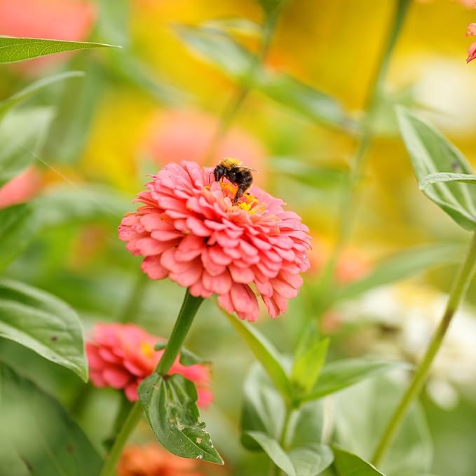 Eden Brothers Zinnia Seeds - Pumila Salmon, Non-GMO Seeds for Planting, Packet | Low-Maintenance Flower Seeds, Plant During Spring, Zones 3, 4, 5, 6, 7, 8, 9, 10