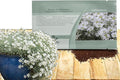 Outsidepride Snow in Summer Seeds - 5000 Pcs. Perennial, Drought-Tolerant & Easy to Grow, Ground Cover Seeds for Planting Silver Foliaged, White Blooms, Great for Rock Gardens, and Dry Landscapes