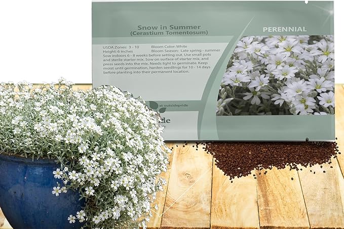 Outsidepride Snow in Summer Seeds - 5000 Pcs. Perennial, Drought-Tolerant & Easy to Grow, Ground Cover Seeds for Planting Silver Foliaged, White Blooms, Great for Rock Gardens, and Dry Landscapes