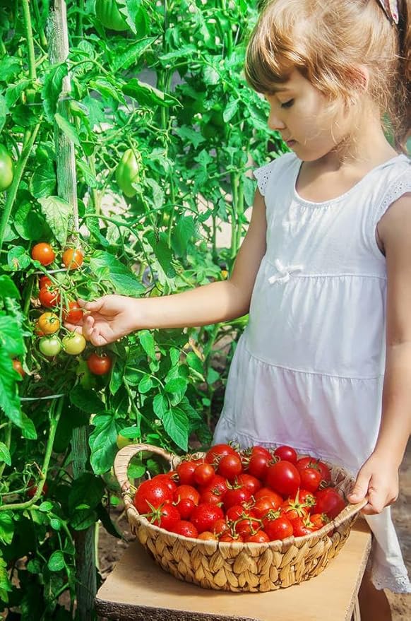 300 Cherry Tomato Seeds, Non-GMO Heirloom Vegetable for Home Garden, Indoor Outdoor Planting, Sweet Red Tomatoes, Semillas de Tomate para Sembrar