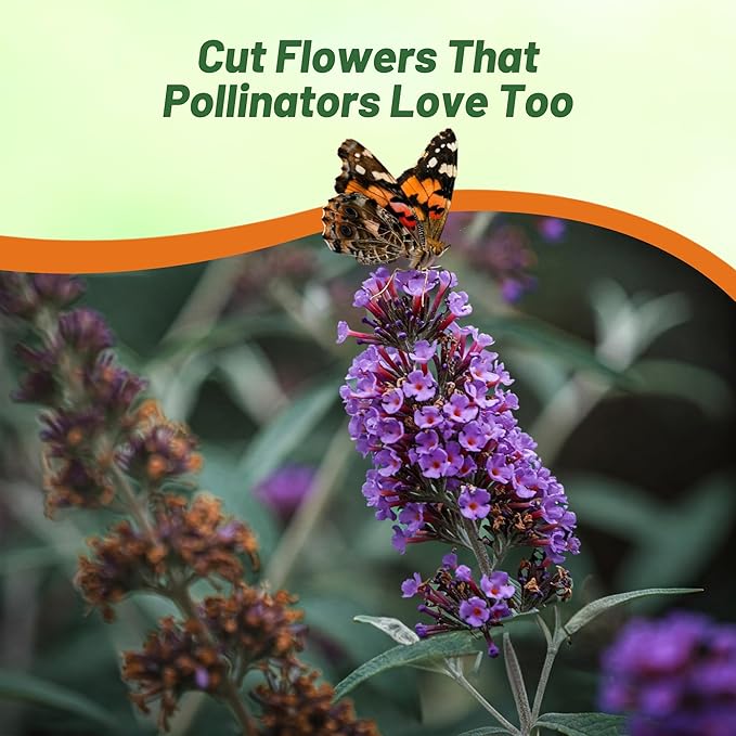 Outsidepride Butterfly Bush Mix Seeds - 100 Pcs. Perennial, Drought-Tolerant & Low Maintenance Flower Seeds for Planting Fast Growing & Aromatic, Tall Mixed Blooms, Great for Pollinator Gardens