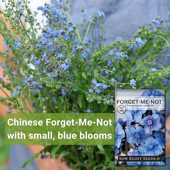 Sow Right Seeds - Forget-Me-Not Flower Seeds for Planting (Cynoglossum amabile) - Non-GMO Heirloom Packet with Instructions - Great to Pair with Cards of Remembrance - Small Blue Memory Blooms (1)