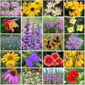 Grow Your Own Vibrant Annual and Perennial Wildflower Garden Seeds Mixture, Varieties for Pollinators and Spring Gardens - Native Perennial Mix, 1/4 lb