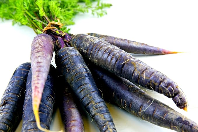 500+ Exotic Black Nebula Carrot Seeds to Grow - Daucus carota - Colorful Edible Vegetables. Made in USA