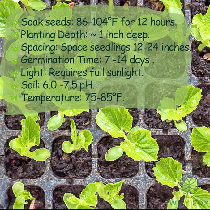 Premium Bitter Gourd Seeds for Planting – 25 Non-GMO Heirloom Seeds - High-Yielding, Extra Long, Authentic Flavor