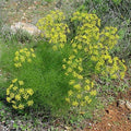 Palm Beach Medicinal Herbs - Common Fennel (Foeniculum vulgare) - Packet of 100 Seeds