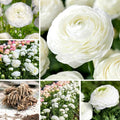 Set 50 Ranunculus Bulbs for Planting, White Ranunculus Corms Bulk, Butterfly Ranunculus Flowers Bulbs Spring Fall, Peony Buttercup Ranunculus