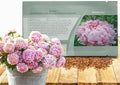 Outsidepride Mix Aster Seeds - 1,000 Pcs Perennial, Hardy & Pollinator Friendly Flower Seeds for Planting Vibrant Daisy-Like Petals, Ideal for Meadows & Aesthetic Gardens