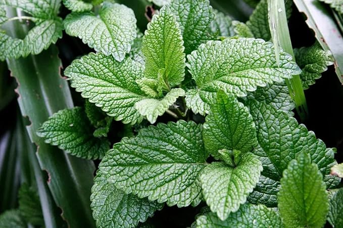 KIRA SEEDS - Seeds Peppermint Mint - Heirloom Herbs - GMO Free