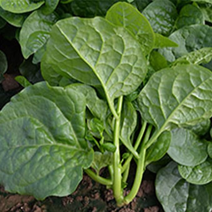 Malbar Spinach Seeds - Big Round Leaf - 1 Oz ~800 Seeds - Non-GMO, Heirloom - Vegetable Garden
