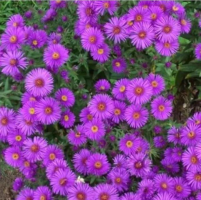 100PCS New England Aster Seeds Purple Perennial Heirloom Fall Planting Seeds