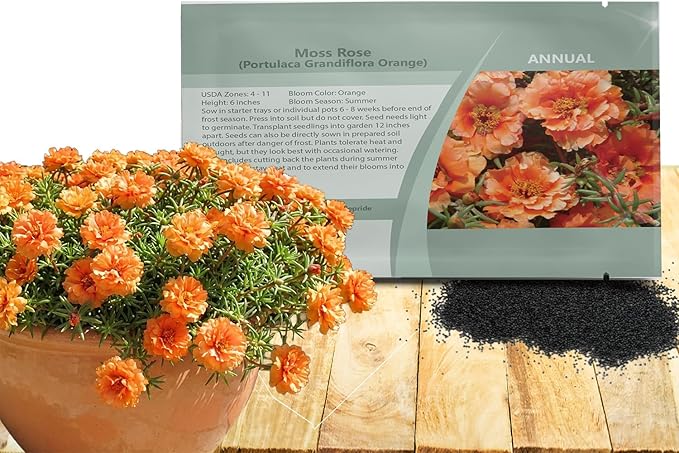 Outsidepride Orange Moss Rose Seeds - 10000 Pcs Annual, Drought & Heat Tolerant, Pollinator Friendly Ground Cover Seeds for Planting w/Vibrant Blooms & Succulent Foliage, Ideal for Xeriscaping