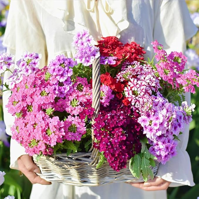 1000+ Phlox Seeds for Planting - Perennial Creeping Ground Cover Plants - Ornamental Flower Seeds for Home & Garden, Potted Planting, Easy to Grow with Long Blooming Period