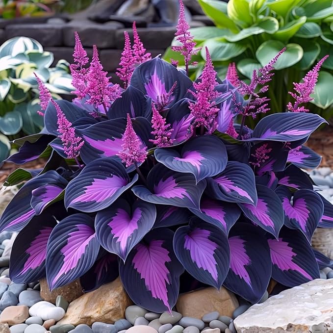 288+ Mixed Hosta Seeds - Rare Perennial Shade Plants for Garden Borders, Patios, and Containers - Non-GMO Heirloom, Colorful Ornamental Foliage