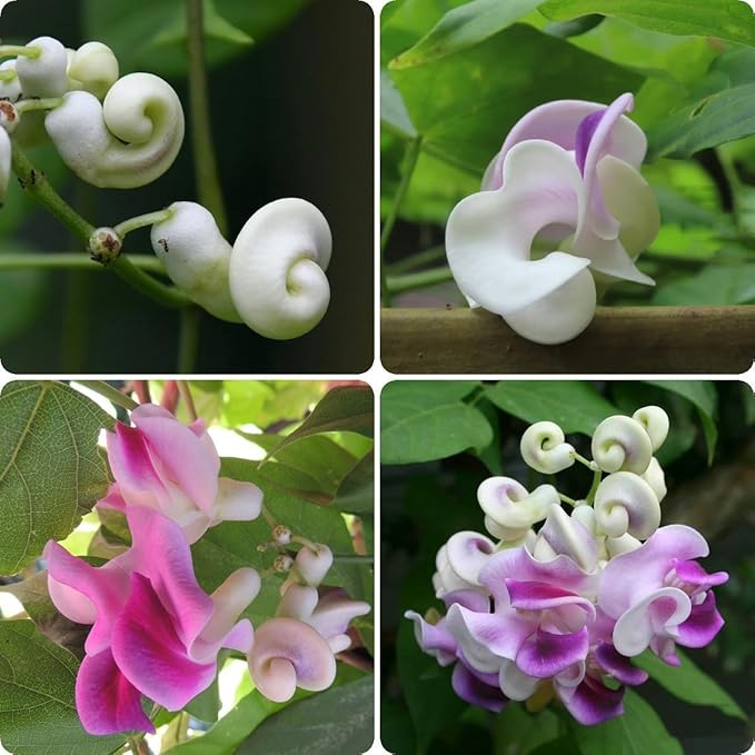 20PCS Corkscrew Vine Seeds – Non-GMO Heirloom Perennial, Fragrant Ornamental Climbing Snail Vine for Garden Trellis Fence