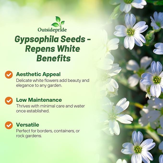Outsidepride Gypsophila White Creeping Baby's Breath Seeds - 10000 Pcs. Perennial, Easy to Grow & Drought Tolerant Wild Flower Seed for Planting Vibrant Bloom in Pollinator Garden & Floral Arrangement
