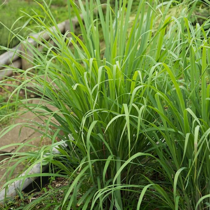 Lemongrass Live Plants, Lemongrass Plants Live, Lemon Grass Live Plant, Well Rooted Lemongrass Herb Seedling for Outdoor Growing, 4 to 6 Inches Tall (Set 2)