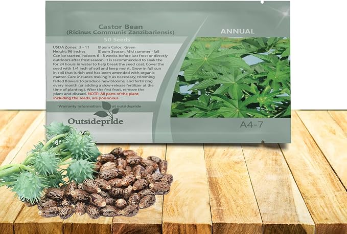 Outsidepride Zanzibariensis Castor Bean Seeds - 100 Pcs Annual Quick-Growing Tropical Flower Seeds for Planting Vibrant Foliage & Colorful Blooms for Eye-Catching Borders, Gardens & Landscapes