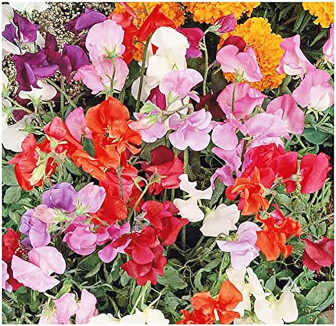 Sweet Pea Mixed Seeds - Approximately 65 Seeds