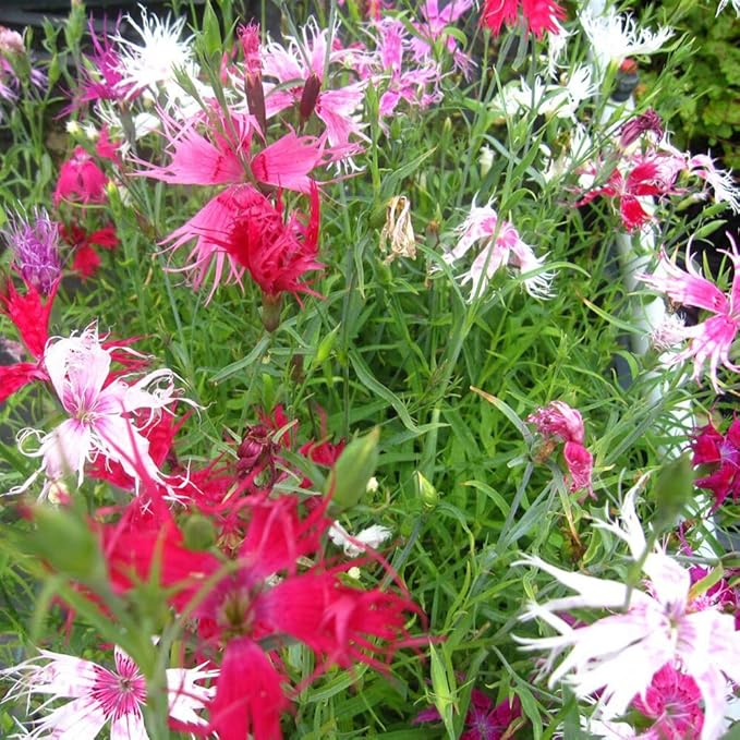 Outsidepride Superbus Spooky Pink Mix Dianthus Seeds for Planting - 10000 Pcs Easy to Grow and Hardy Perennial Flower Seeds with Colorful & Fragrant Blooms for Mixed Plantings & Pollinator Gardens