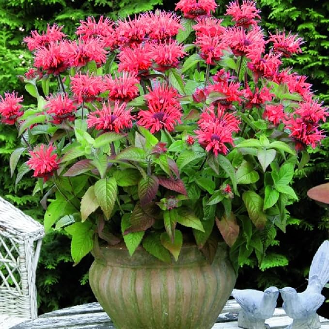 Bee Balm Seeds for Planting, 500pcs Ornamental Bee Balm Perennial Flower Seeds Non-GMO Heirloom Rare Cut Flower Plants, Open Pollinated Beauty Home Garden for Outdoors