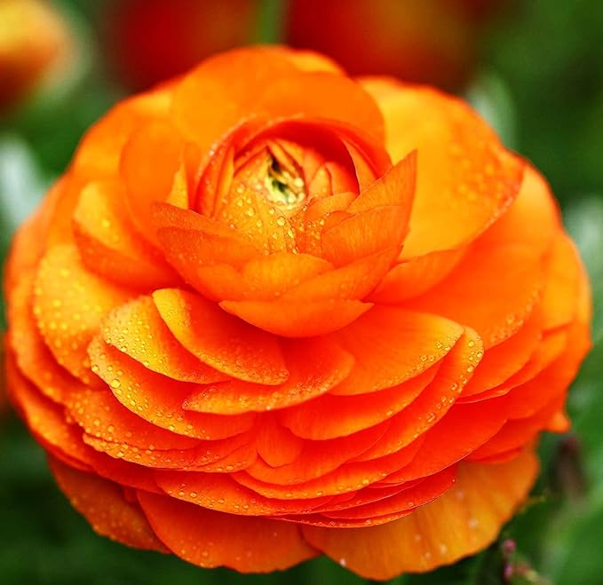 Mixed Peony Ranunculus Bulbs- Persian Buttercup -10 Corms Bulbs Flowering Blooms Perennial Bulbous Root Garden Plant (Orange)