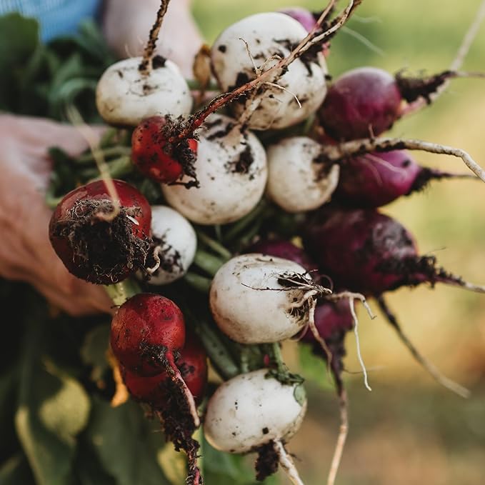 Easter Egg Radish Mix - 150 Seeds - Heirloom & Open-Pollinated Variety, Easy-to-Grow & Fast-Growing, Non-GMO Vegetable Seeds for Planting Indoors or Outdoors in The Home Garden, Thresh Seed Company
