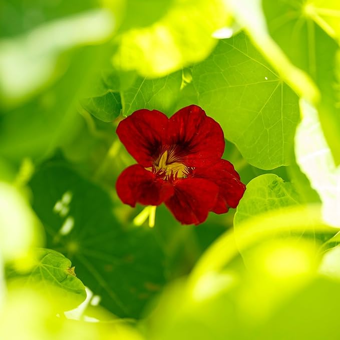 Eden Brothers Nasturtium Seeds - Mahogany Gleam Non-GMO Seeds for Planting, Packet | Low-Maintenance Flower Seeds, Plant During Spring Season, Zones 1, 10, 2, 3, 4, 5, 6, 7, 8, 9