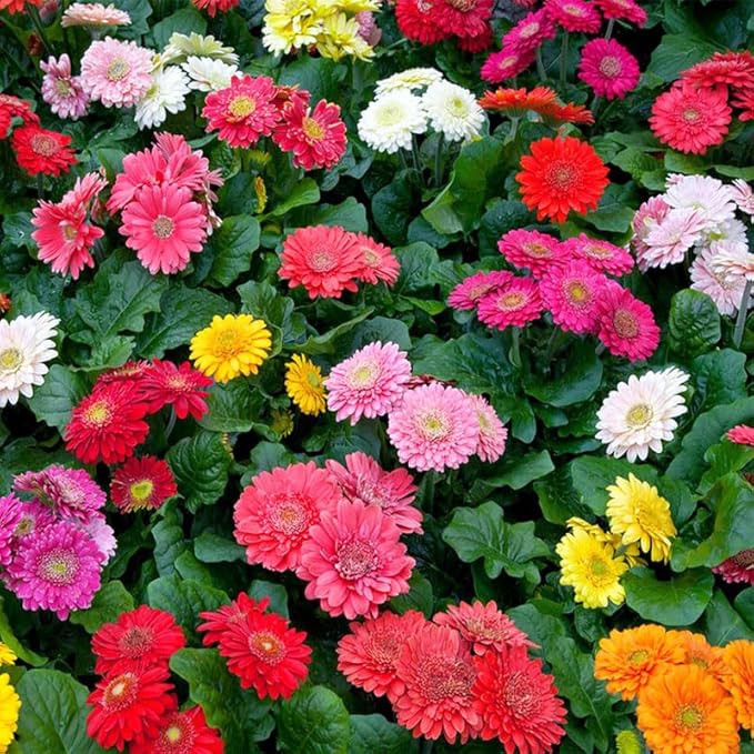 300+ Mixed Perennial African Daisy Seeds for Planting - Beautiful Osteospermum Daisy Plant in Your Home Flower Garden - Non-GMO Heirloom Variety