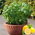 Seeds Indoor Lemon Basil Green Herbs Heirloom for Planting Non GMO 500 Seeds