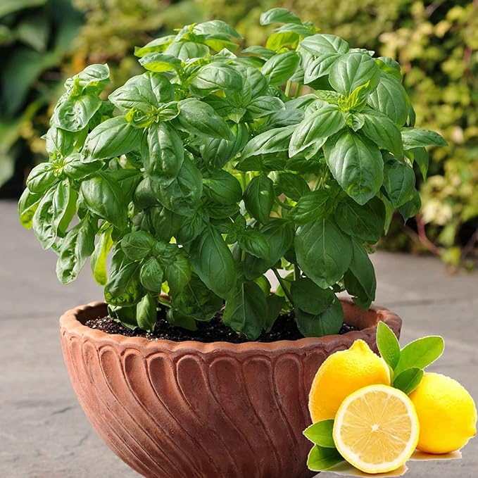 Seeds Indoor Lemon Basil Green Herbs Heirloom for Planting Non GMO 500 Seeds