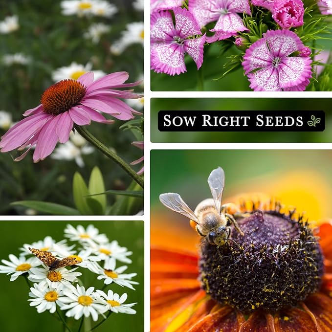 Sow Right Seeds - Wildflowers Seeds Mix for Planting in Northeast - Non-GMO Heirloom Varieties to Grow a Wild Flower Garden - Perennial and Annual Flowers to Attract Pollinators - Colorful Blooms (1)