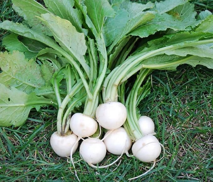 White Egg Turnip Seeds 100 Count, COOL BEANS N SPROUTS Brand. Heirloom. Non-GMO. Home Gardening.
