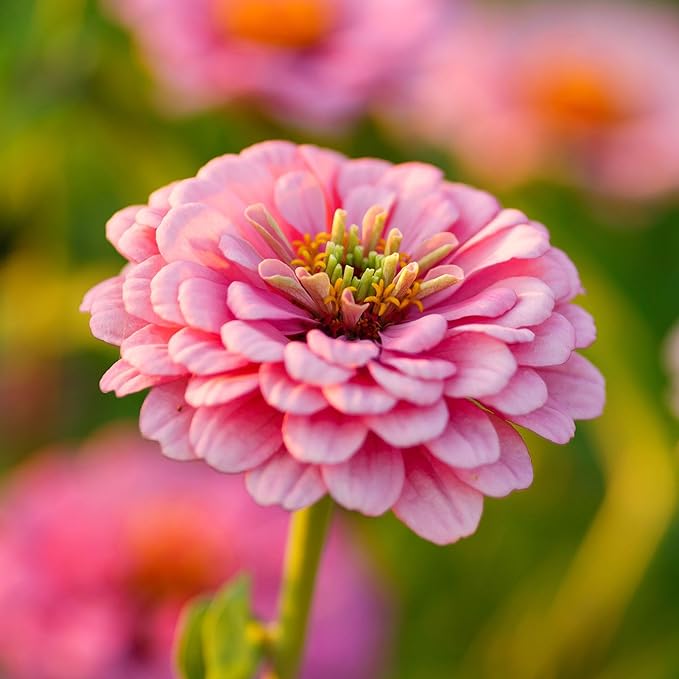 Eden Brothers Zinnia Seeds - Illumination, Non-GMO Seeds for Planting, Packet | Low-Maintenance Flower Seeds, Plant During Spring, Zones 3, 4, 5, 6, 7, 8, 9, 10