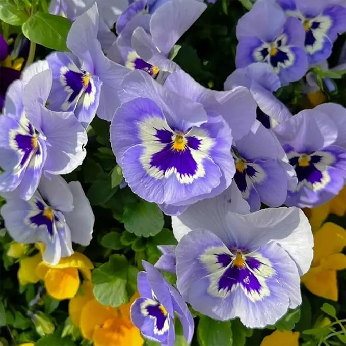 Pansy Seeds for Planting, 8000pcs Perennial Viola Tricolor Pansy Flower Seeds, Non-GMO Heirloom Home Garden Cold Hardy Rare Blooms Beauty Flowers Plants for Outdoors Indoors