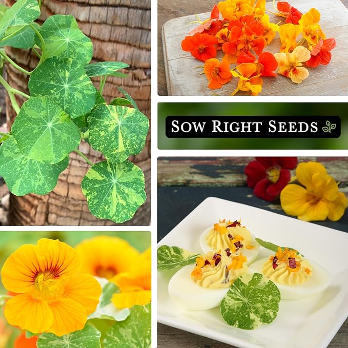 Sow Right Seeds - Dwarf Alaska Mix Nasturtium Seeds for Planting - Edible Flower - Non-GMO Heirloom Packet with Instructions to Plant in Your Garden - Warm Colored Blooms and Variegated Leaves (2)