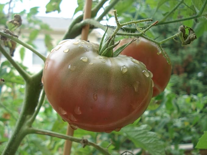 Seeds4planting - Seeds Tomato Black Elephant Giant Heirloom Vegetable Non GMO
