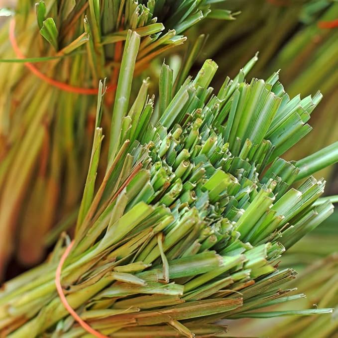 Seeds Lemongrass - Cymbopogon - Heirloom Herb - GMO Free