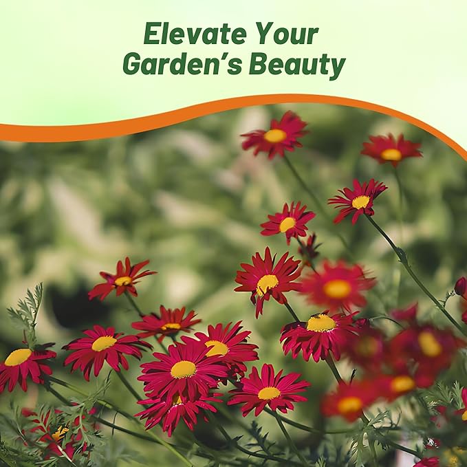 Outsidepride Robinson's Red Chrysanthemum Seeds - 10000 Pcs. Perennial, Drought Tolerant Flower Seeds for Planting in Pollinator Gardens, Cut Flowers & Low Maintenance Landscaping