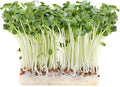 Radish Seeds, White Stem - 1 Oz ~3000 Seeds - Non-GMO, Heirloom - Microgreens