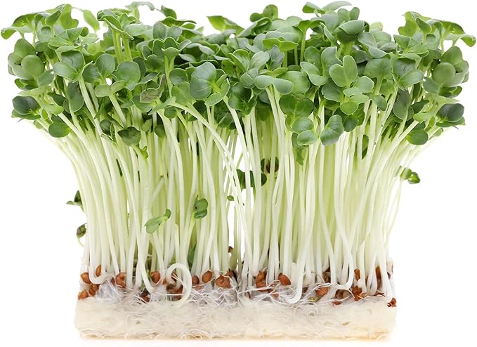 Radish Seeds, White Stem - 1 Oz ~3000 Seeds - Non-GMO, Heirloom - Microgreens