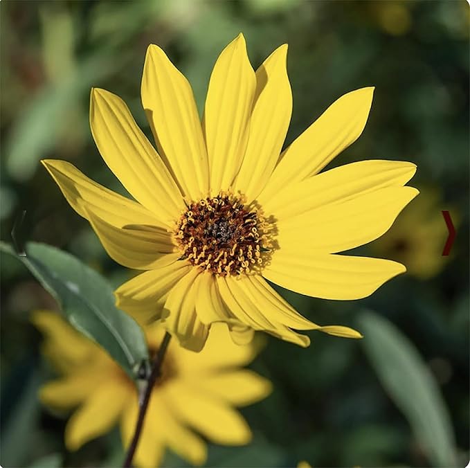 Wild Sunflower - Attracts Bees and Butterflies. Plants are highly adaptable, tolerating dry to moderate moisture and a variety of soil types.
